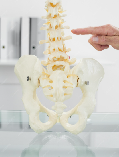 spine.png