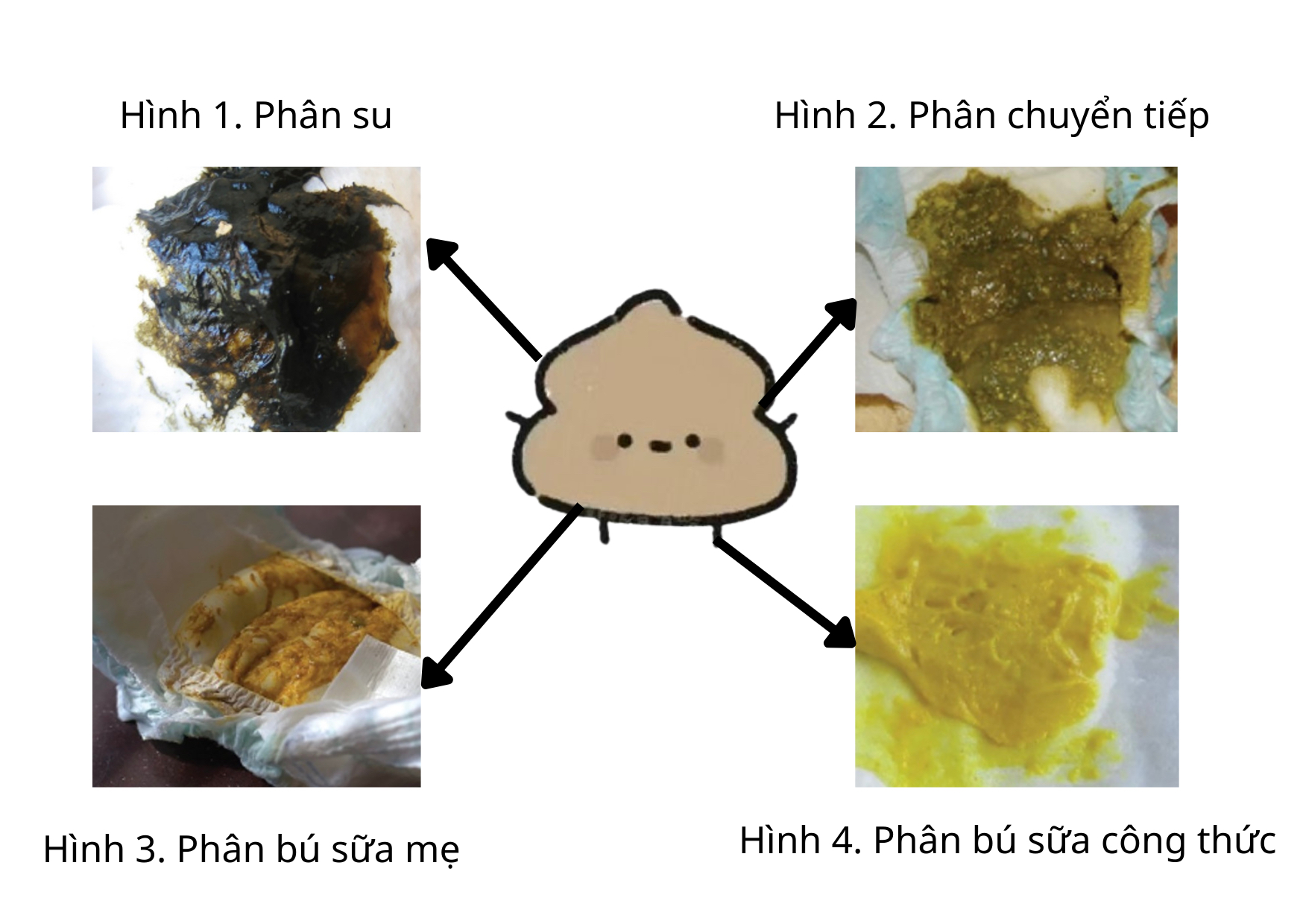 phân ss.png.jpeg
